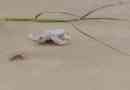 Ausztrália született ritka turtle albino